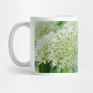 Allium karataviense  &#39;Ivory Queen&#39;  Kara Tau garlic Mug
